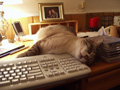 lars and my keyboard.jpg